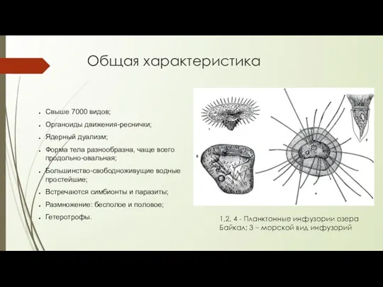 Общая характеристика Свыше 7000 видов; Органоиды движения-реснички; Ядерный дуализм; Форма тела