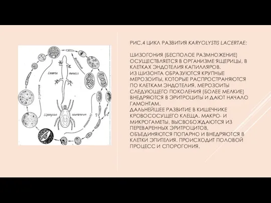 РИС.4 ЦИКЛ РАЗВИТИЯ KARYOLYSTIS LACERTAE: ШИЗОГОНИЯ (БЕСПОЛОЕ РАЗМНОЖЕНИЕ) ОСУЩЕСТВЛЯЕТСЯ В ОРГАНИЗМЕ