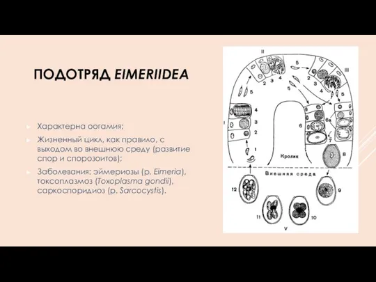 ПОДОТРЯД EIMERIIDEA Характерна оогамия; Жизненный цикл, как правило, с выходом во