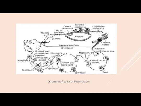 Жизненный цикл р. Plasmodium