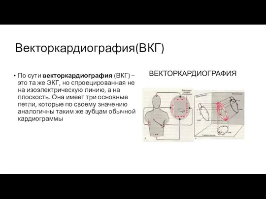 Векторкардиография(ВКГ) По сути векторкардиография (ВКГ) – это та же ЭКГ, но