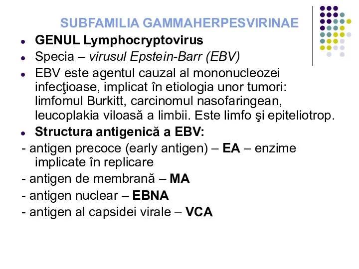 SUBFAMILIA GAMMAHERPESVIRINAE GENUL Lymphocryptovirus Specia – virusul Epstein-Barr (EBV) EBV este