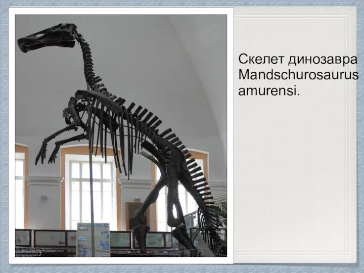 Скелет динозавра Mandschurosaurus amurensi.