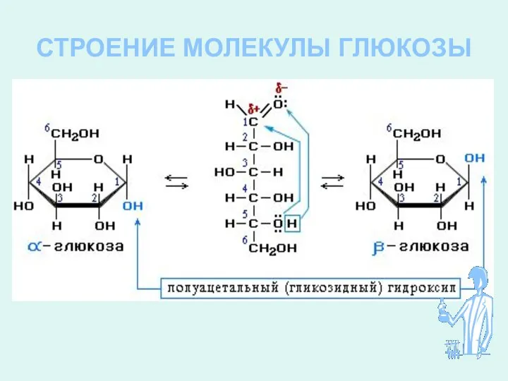 СТРОЕНИЕ МОЛЕКУЛЫ ГЛЮКОЗЫ