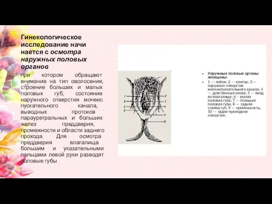 Гинекологическое исследование начи­нается с осмотра наружных половых органов при котором обращают