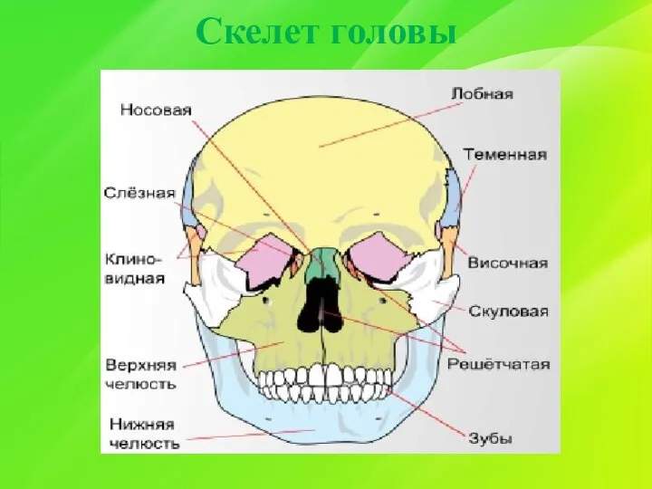 Скелет головы