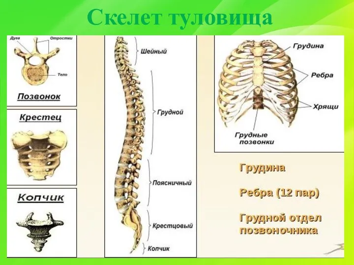 Скелет туловища