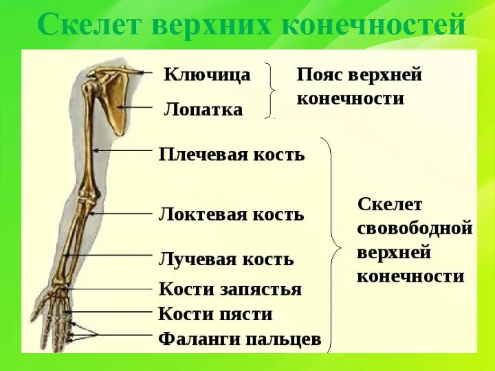 Скелет верхних конечностей