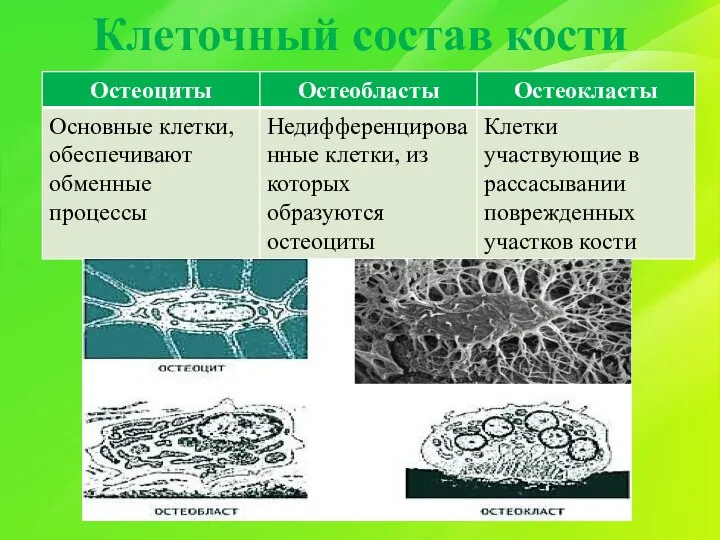 Клеточный состав кости