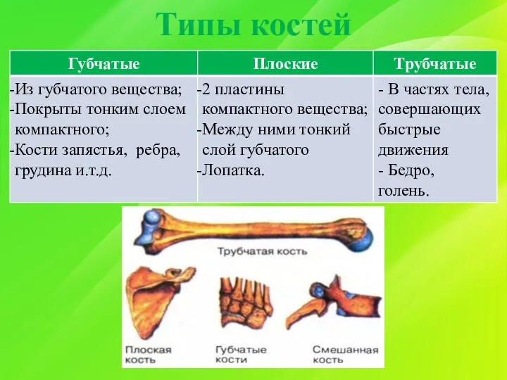 Типы костей