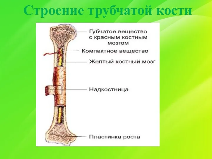 Строение трубчатой кости