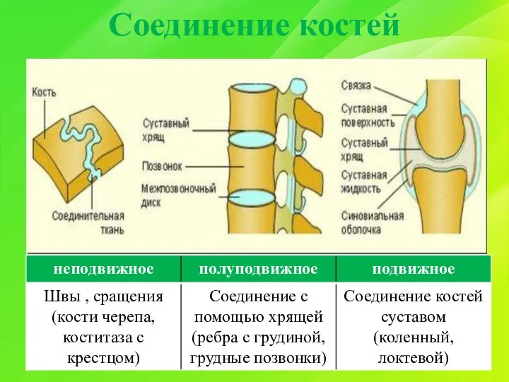 Соединение костей