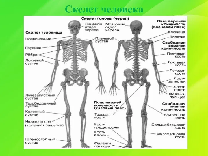 Скелет человека