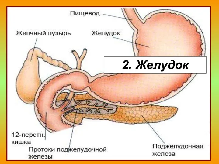 2. Желудок