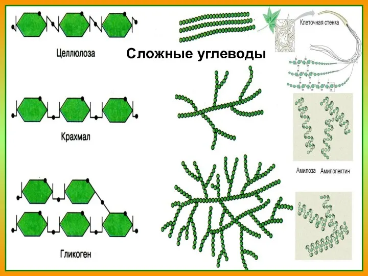 Сложные углеводы