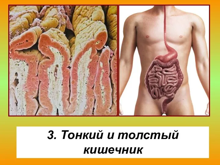 3. Тонкий и толстый кишечник