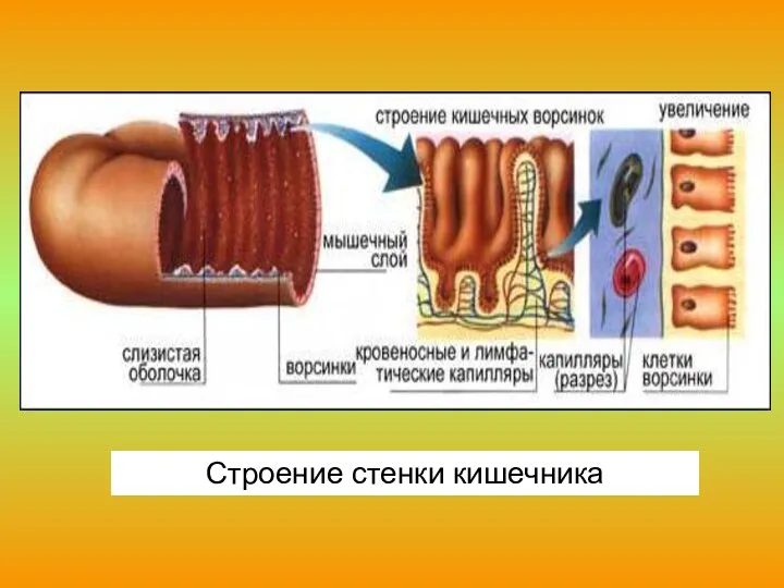 Строение стенки кишечника