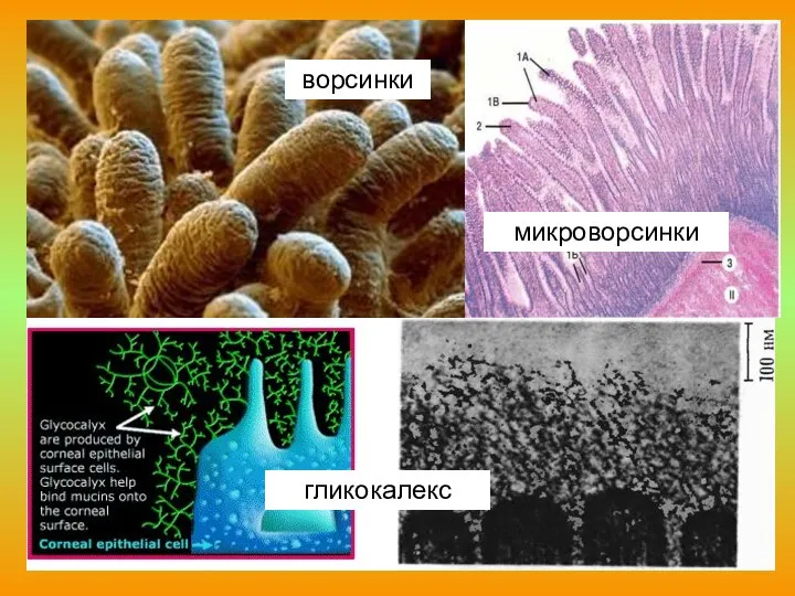 ворсинки микроворсинки гликокалекс