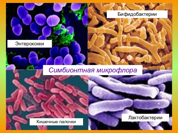 Кишечные палочки Бифидобактерии Лактобактерии Энтерококки Симбионтная микрофлора