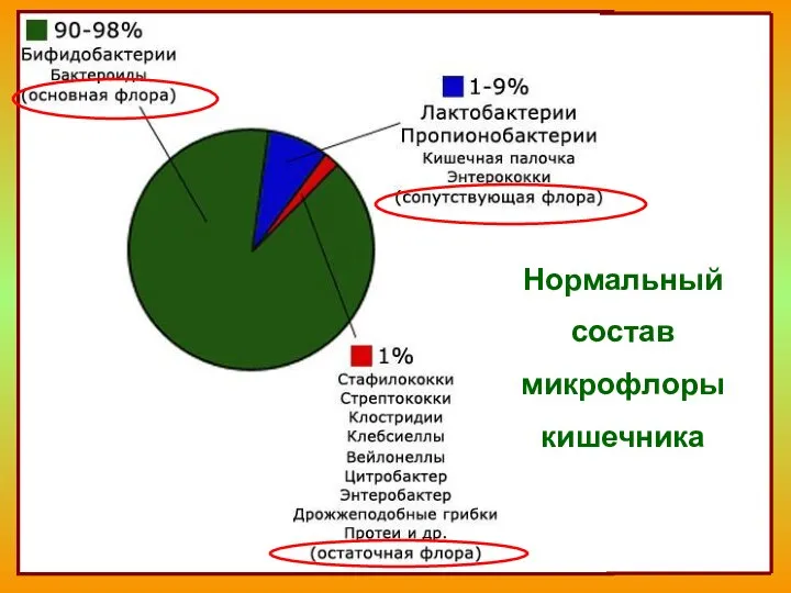 Нормальный состав микрофлоры кишечника