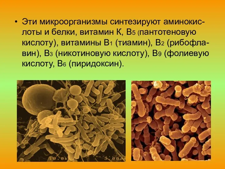 Эти микроорганизмы синтезируют аминокис-лоты и белки, витамин К, В5 (пантотеновую кислоту),