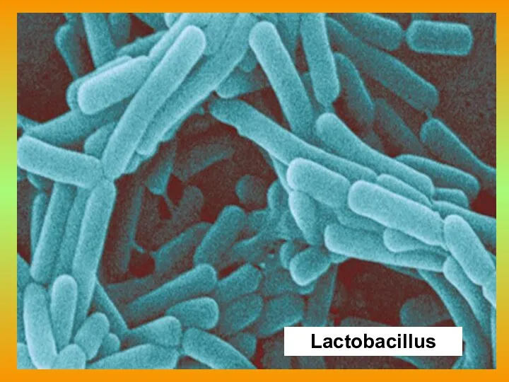 Lactobacillus