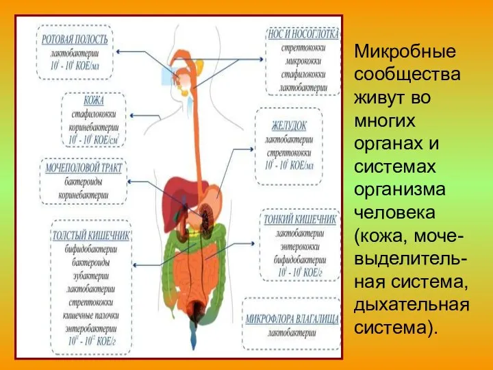 Микробные сообщества живут во многих органах и системах организма человека (кожа, моче-выделитель-ная система, дыхательная система).