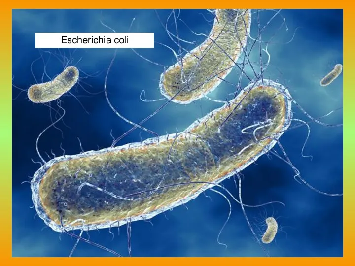 Escherichia coli