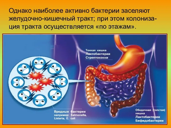 Однако наиболее активно бактерии заселяют желудочно-кишечный тракт; при этом колониза-ция тракта осуществляется «по этажам».