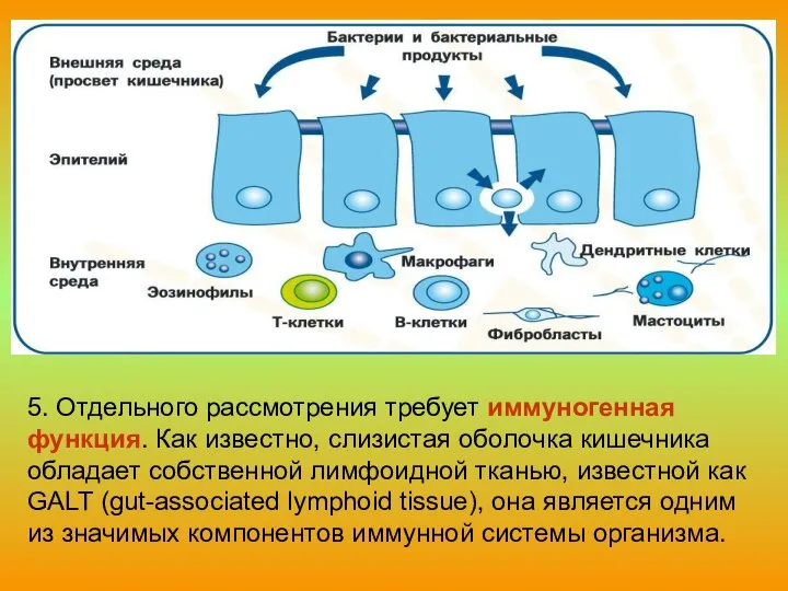 5. Отдельного рассмотрения требует иммуногенная функция. Как известно, слизистая оболочка кишечника