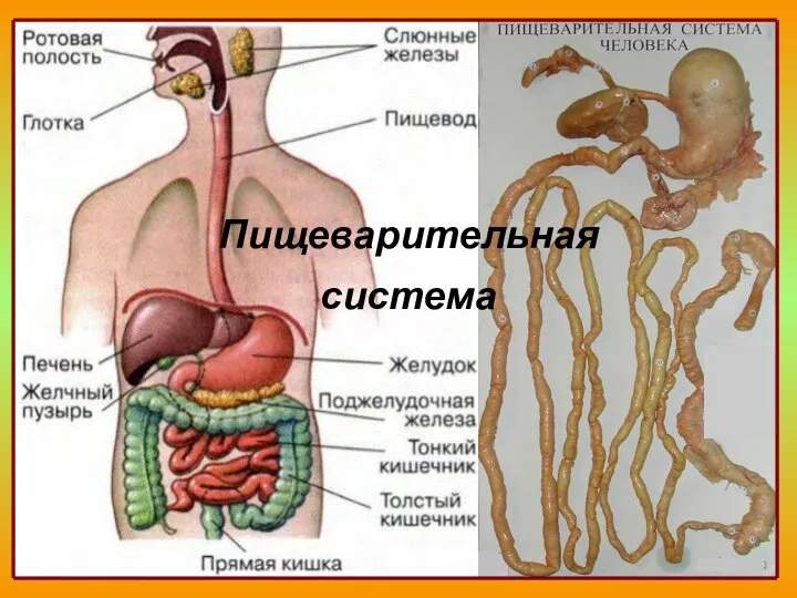 Пищеварительная система