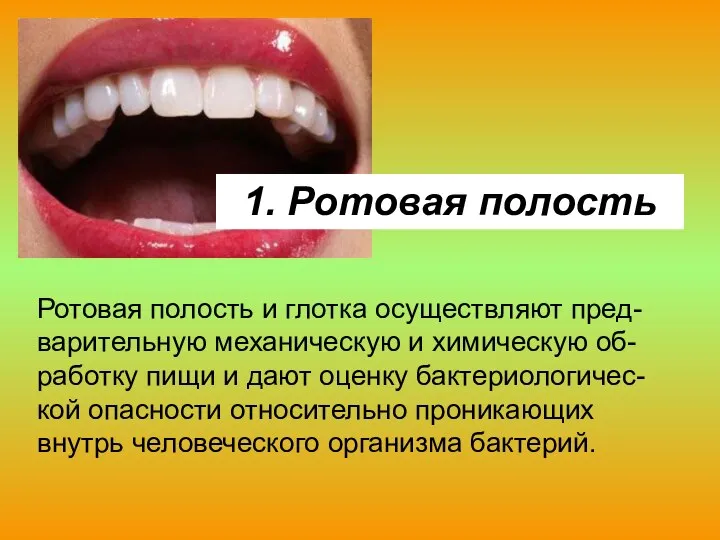 1. Ротовая полость Ротовая полость и глотка осуществляют пред-варительную механическую и