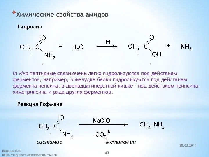 Химические свойства амидов Гидролиз In vivo пептидные связи очень легко гидролизуются