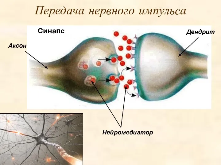 Передача нервного импульса Синапс Аксон Дендрит Нейромедиатор