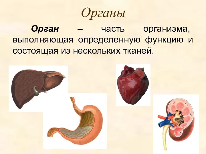 Органы Орган – часть организма, выполняющая определенную функцию и состоящая из нескольких тканей.