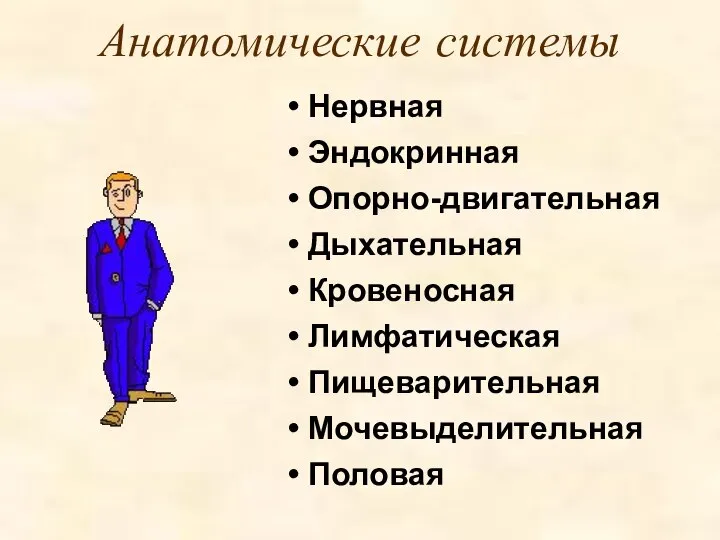 Анатомические системы Нервная Эндокринная Опорно-двигательная Дыхательная Кровеносная Лимфатическая Пищеварительная Мочевыделительная Половая