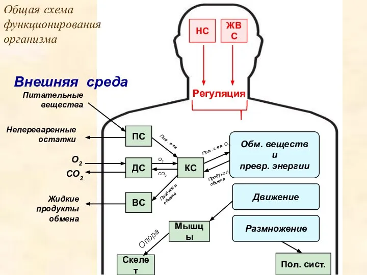 Внутренняя среда Опора Продукты обмена ПС ДС ВС Обм. веществ и