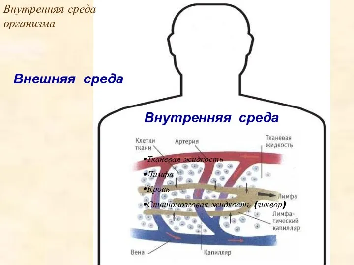 Внутренняя среда Внутренняя среда организма Внешняя среда Тканевая жидкость Лимфа Кровь Спинномозговая жидкость (ликвор)