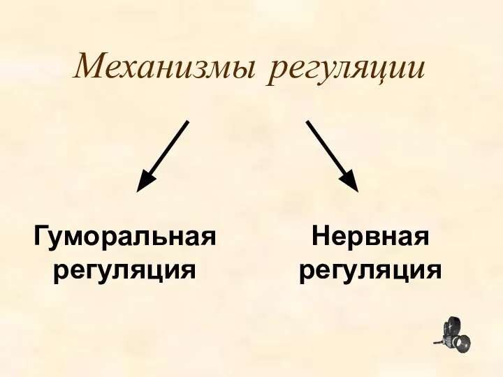 Механизмы регуляции Нервная регуляция Гуморальная регуляция