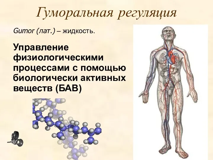 Гуморальная регуляция Gumor (лат.) – жидкость. Управление физиологическими процессами с помощью биологически активных веществ (БАВ)