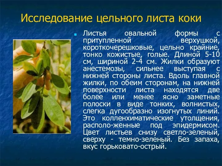 Исследование цельного листа коки Листья овальной формы с притупленной верхушкой, короткочерешковые,