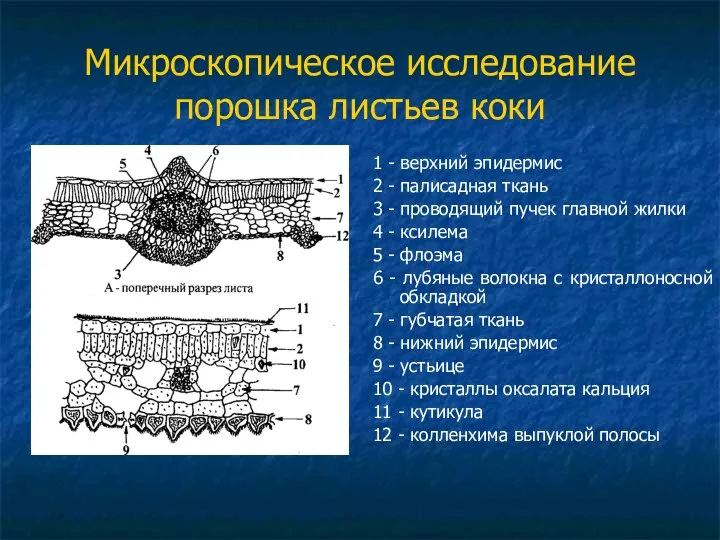 Микроскопическое исследование порошка листьев коки 1 - верхний эпидермис 2 -