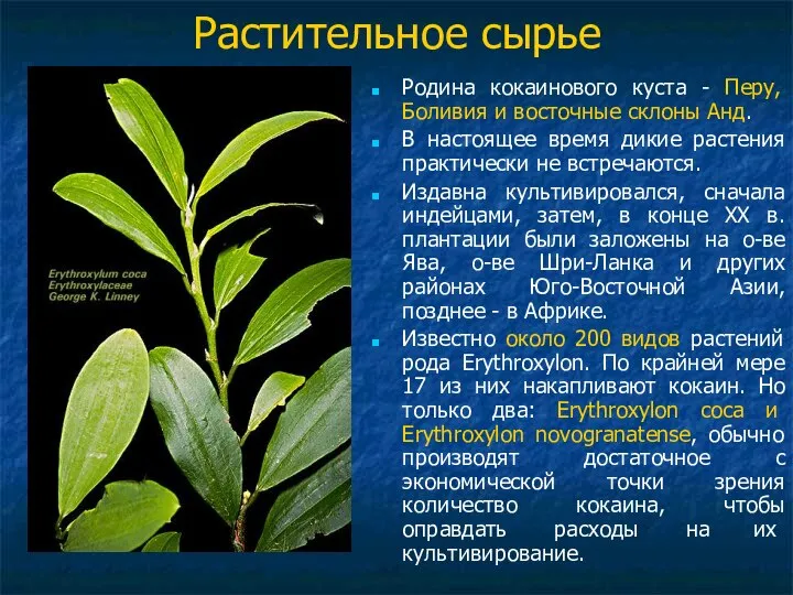 Растительное сырье Родина кокаинового куста - Перу, Боливия и восточные склоны