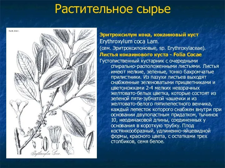 Растительное сырье Эритроксилум кока, кокаиновый куст Erythroxylum coca Lam. (сем. Эритроксилоновые,