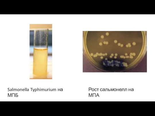 Salmonella Typhimurium на МПБ Рост сальмонелл на МПА