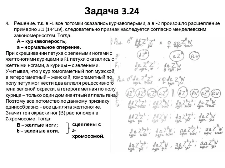 Задача 3.24 4. Решение: т.к. в F1 все потомки оказались курчавоперыми,