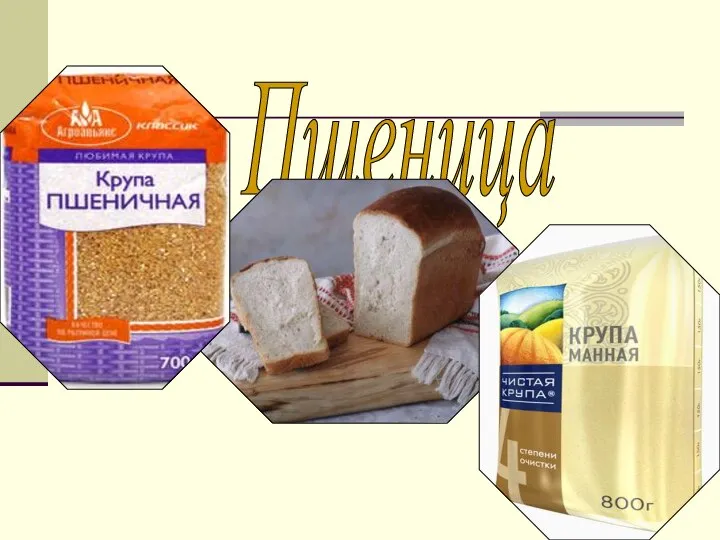 Пшеница