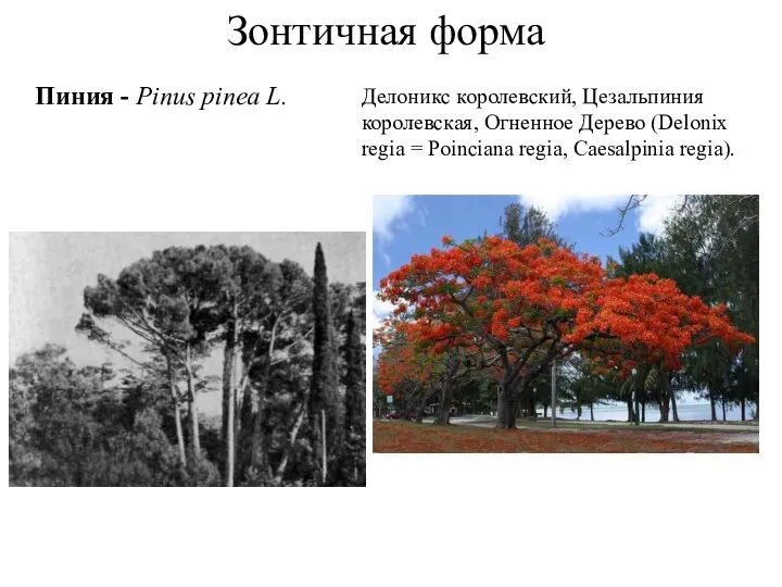 Зонтичная форма Пиния - Pinus pinea L. Делоникс королевский, Цезальпиния королевская,