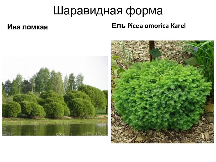 Шаравидная форма Ива ломкая Ель Picea omorica Karel