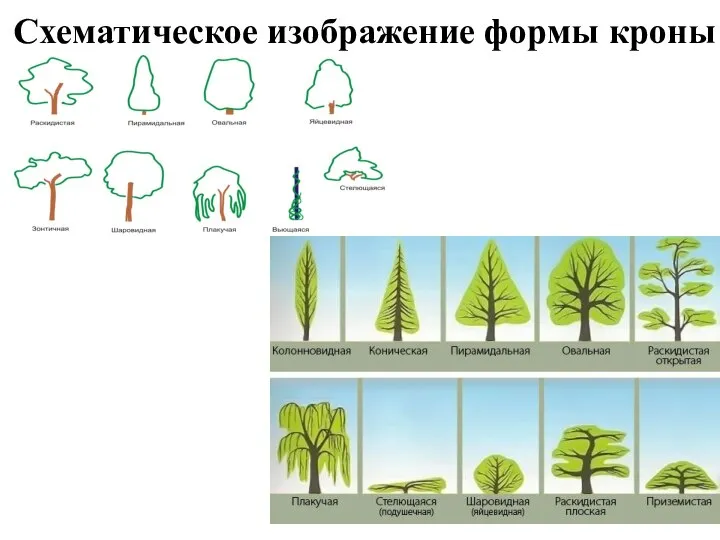 Схематическое изображение формы кроны